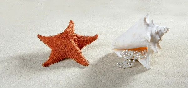 Spiaggia sabbia perla collana di conchiglie stelle marine estate — Foto Stock