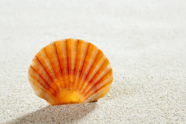 Παραλία άμμου κέλυφος τροπικό τέλειες διακοπές του καλοκαιριού — Φωτογραφία Αρχείου
