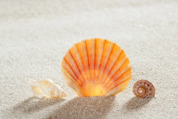 Piasek plaża powłoki tropikalny idealnym miejscem na letnie wakacje — Zdjęcie stockowe