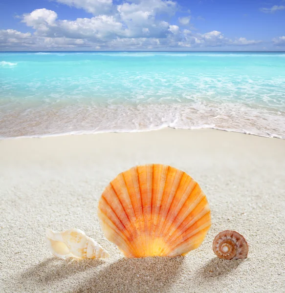 Plaj kum kabuk tropikal mükemmel yaz tatili — Stok fotoğraf