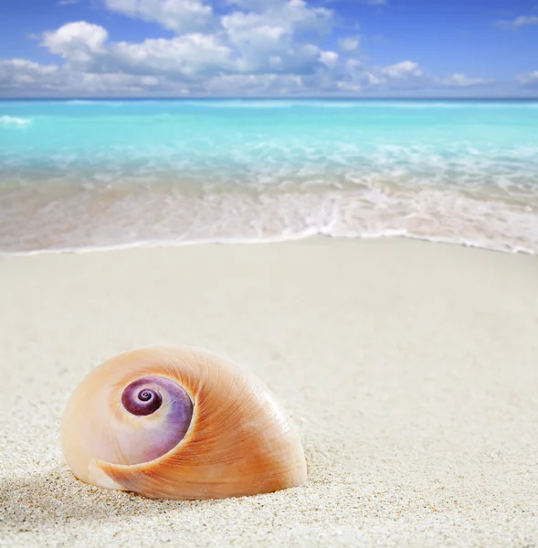 Plage escargot de mer tropical sable blanc gros plan macro — Photo