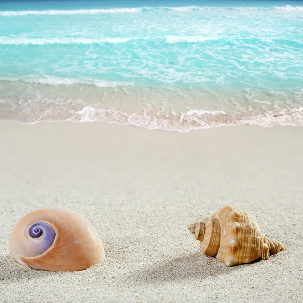 Coquille d'escargot de mer plage tropical sable blanc gros plan — Photo