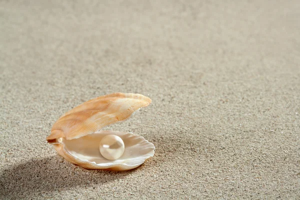 Beach fehér homokos gyöngy kagyló kagyló makró — Stock Fotó