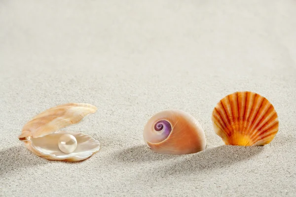 Strand nyári vakáció háttér shell pearl kagyló — Stock Fotó