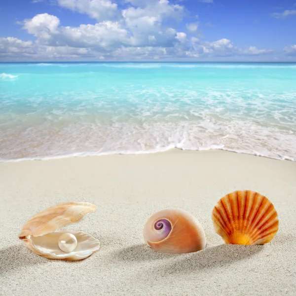 Strand zomer vakantie achtergrond shell parel clam — Stockfoto
