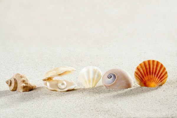 Beach summer vacation background shell pearl clam — Stock Photo, Image