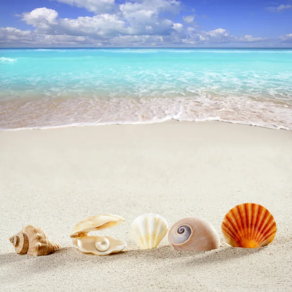 海滩夏季度假背景壳珍珠蚌 — 图库照片