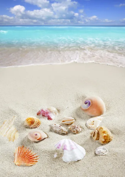 Caribbean beach sand snäckor tropisk sommarsemester — Stockfoto