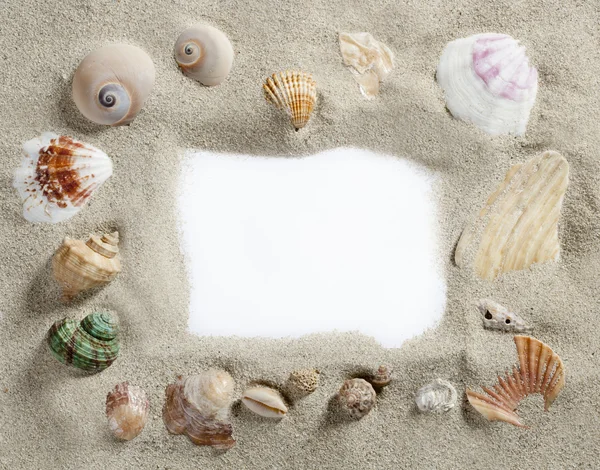 Hranice rámečku letní beach shellu prázdné kopie prostor — Stock fotografie