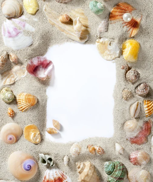 Confine cornice estate spiaggia shell spazio vuoto copia — Foto Stock