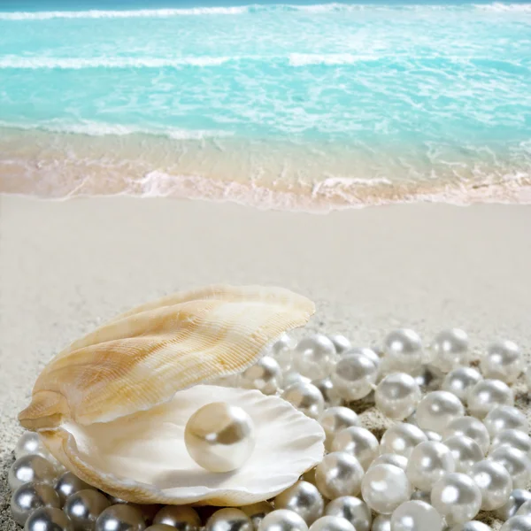 Καραϊβικής μαργαριτάρι σε τροπική παραλία με λευκή άμμο κέλυφος — Φωτογραφία Αρχείου