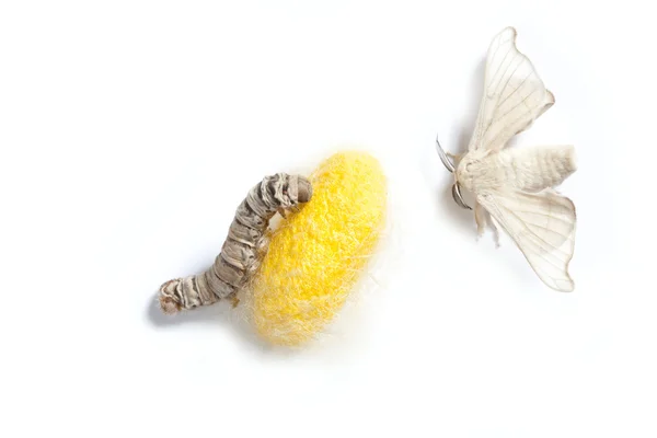 Farfalla baco da seta bozzolo baco da seta tre fasi — Foto Stock