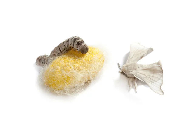 Pillangó selyemhernyó cocoon selyem féreg három szakaszban — Stock Fotó