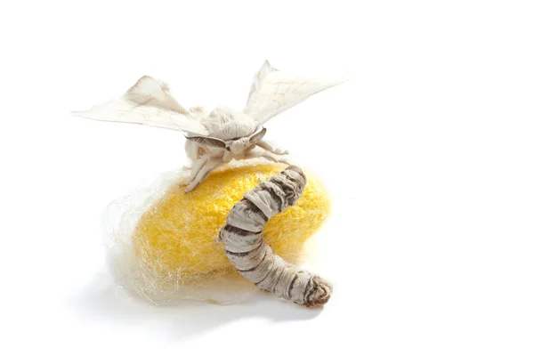 Πεταλούδα μετάξι κουκούλι μεταξοσκώληκα σκουλήκι τρία στάδια — Φωτογραφία Αρχείου