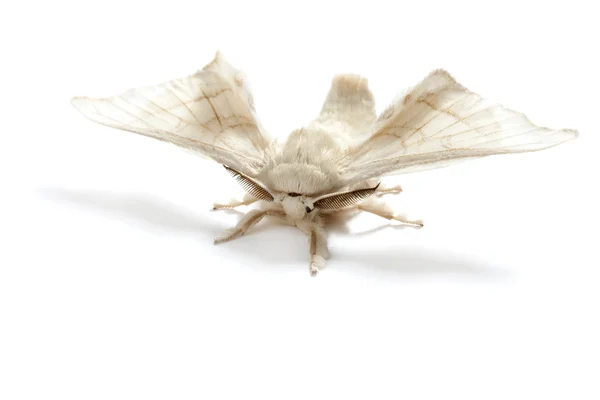 Motyl biały jedwab robak jedwabników na białym tle — Zdjęcie stockowe