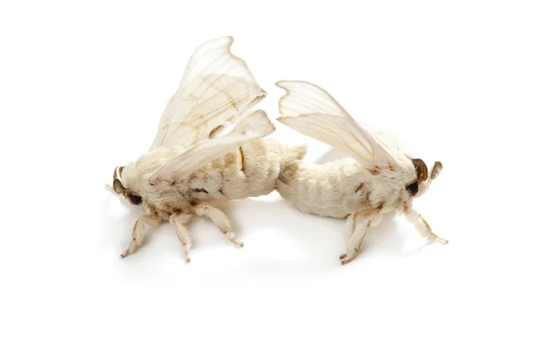 Бабочка шелкопряда шелкопряда изолирована на белом — стоковое фото