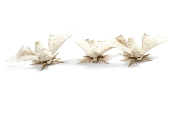 Vlinder witte van zijderupsen zijde worm geïsoleerd — Stockfoto