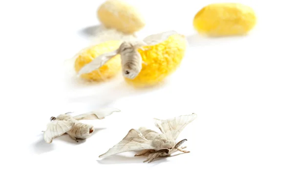 Бабочки из шелкового червя и кокона желтого цвета — стоковое фото
