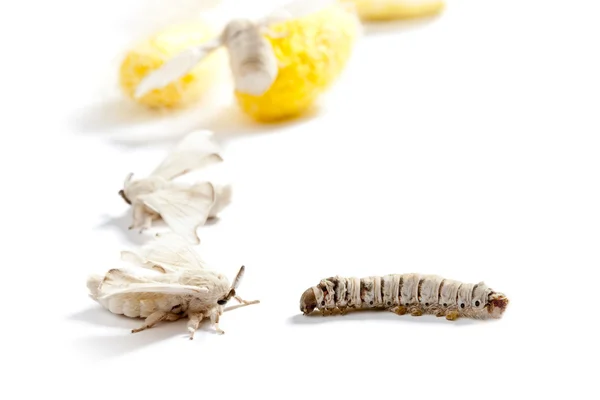 Butterfly silkworm cocoon silk worm three stages — Stock Photo, Image