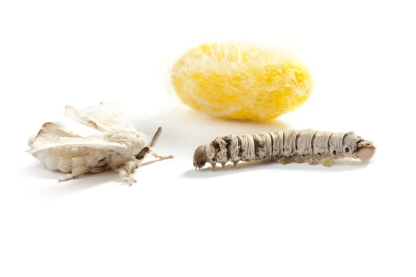 Butterfly silkworm cocoon silk worm three stages — Stock Photo, Image