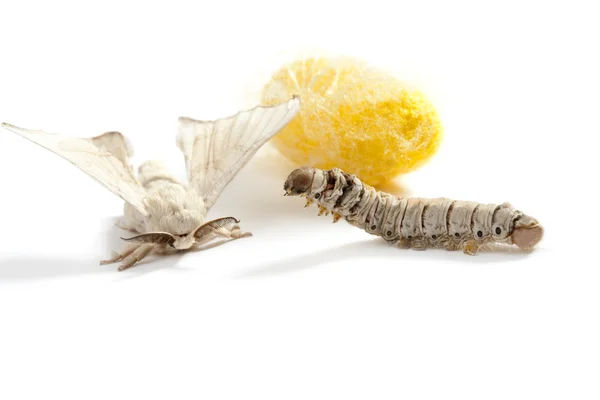 蝴蝶茧蚕丝的蠕虫的三个阶段 — 图库照片