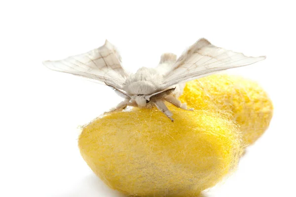 白に黄色の繭を介してカイコの蝶 — ストック写真