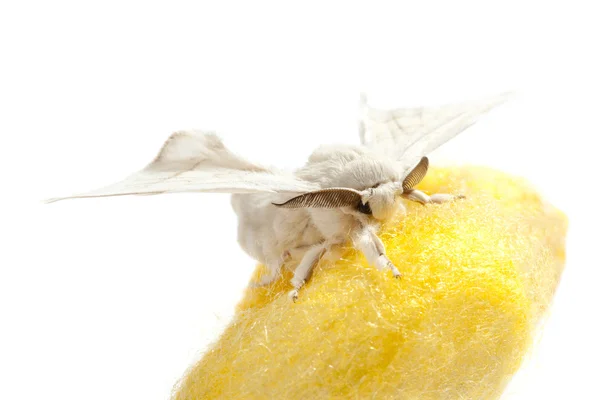 Motýla bource nad žluté zámotek na bílém pozadí — Stock fotografie