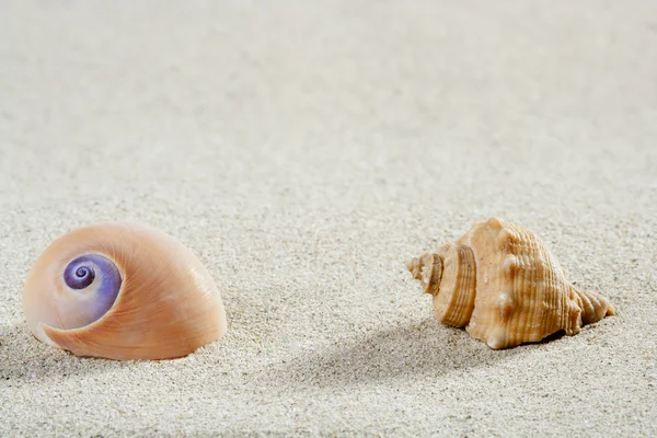 비치 바다 달팽이 포탄 열 대 백색 모래 근접 촬영 — 스톡 사진