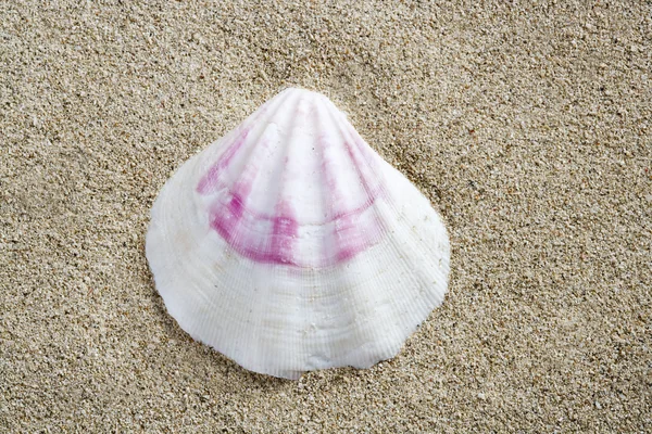 Beach sand white pink shell macro summer closeup — Stock Photo, Image