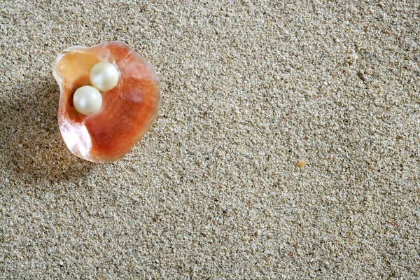 Plaj beyaz kum inci kabuk midye makro — Stok fotoğraf