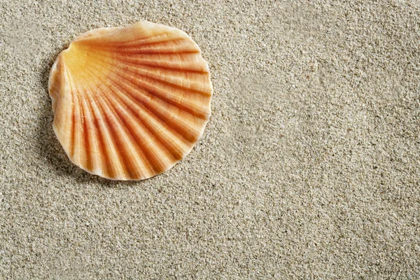 Macro guscio di vongola su sabbia bianca trasparente caraibica — Foto Stock