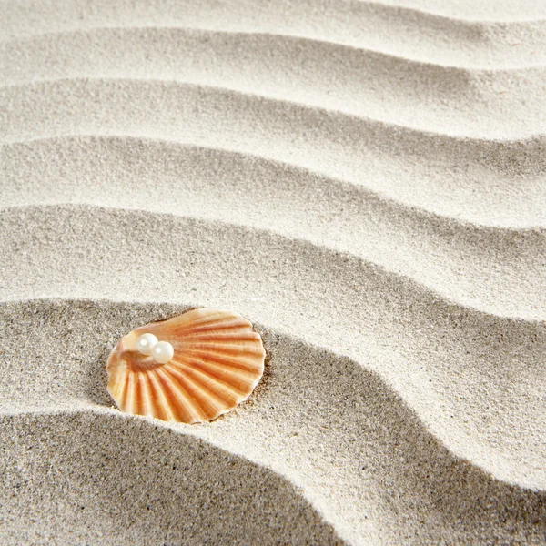 Praia areia branca pérola concha molusco macro — Fotografia de Stock