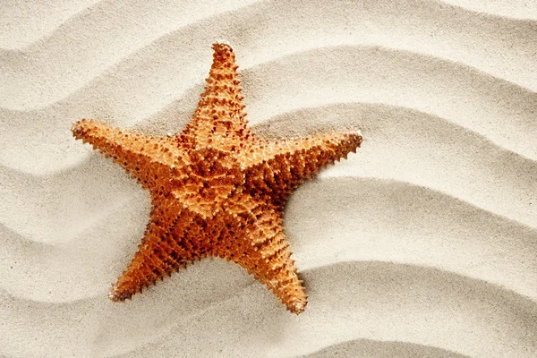 Playa blanca arena ondulada estrellas de mar vacaciones de verano —  Fotos de Stock