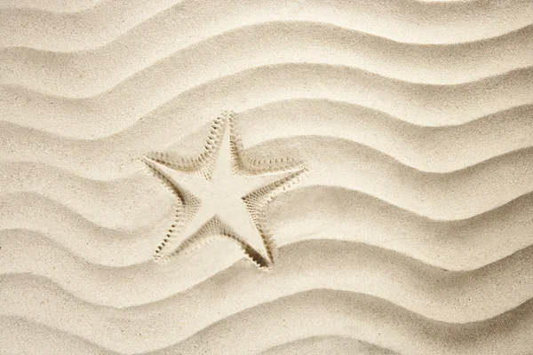 沙滩海星打印白色加勒比砂夏季 — 图库照片