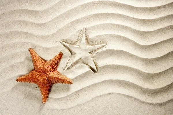 Beach white wavy sand starfish summer vacation — Stock Photo, Image