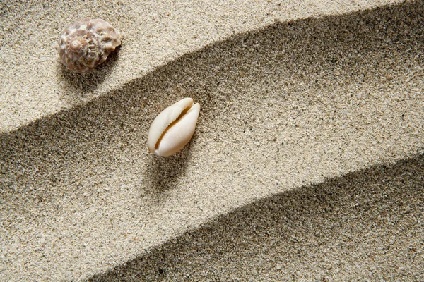 근접 촬영의 매크로 셸 바다 달팽이 해변 모래 물결 — 스톡 사진
