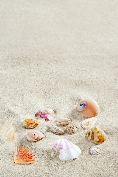 카리브 해변 모래 조개 열 대 여름 휴가 — 스톡 사진