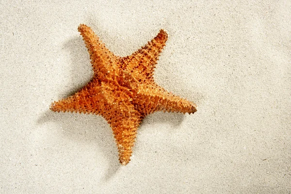Praia areia branca estrela do mar símbolo de férias de verão — Fotografia de Stock