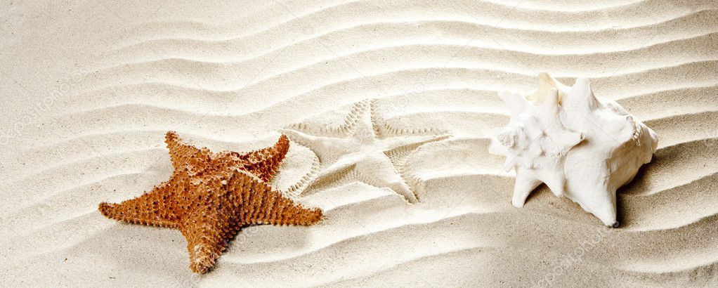 Caribbean tropical wavy white sand starfish shell