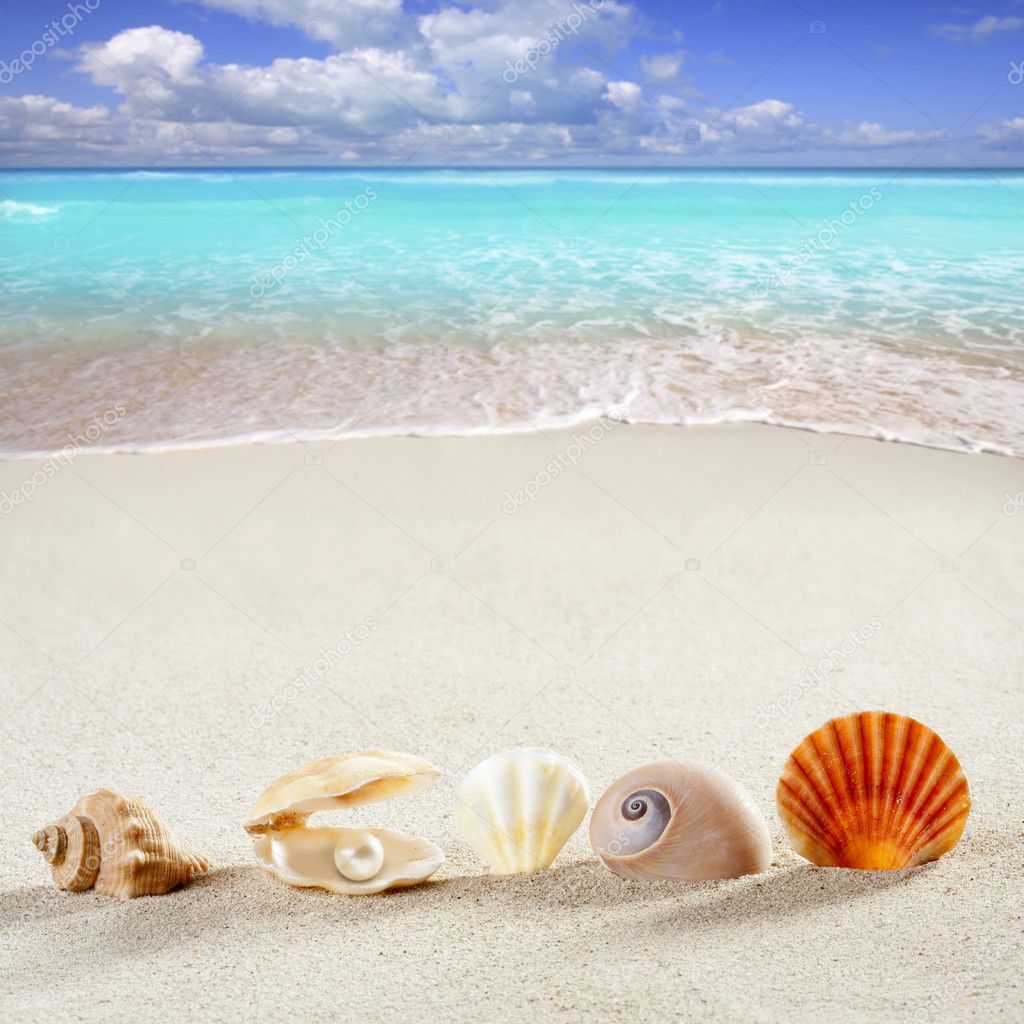 Beach summer vacation background shell pearl clam Stock 