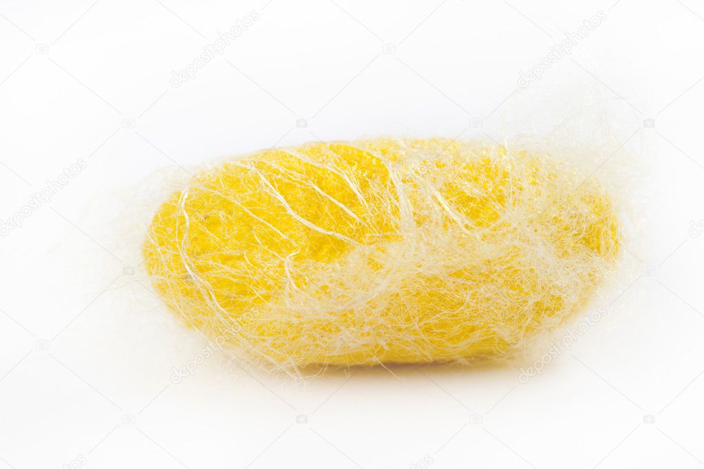 Closeup silkworm yellow cocoon isolated on white
