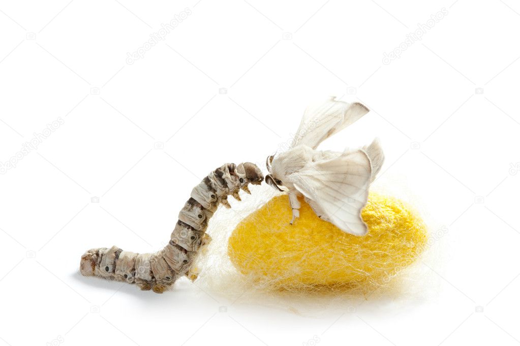 Butterfly silkworm cocoon silk worm three stages