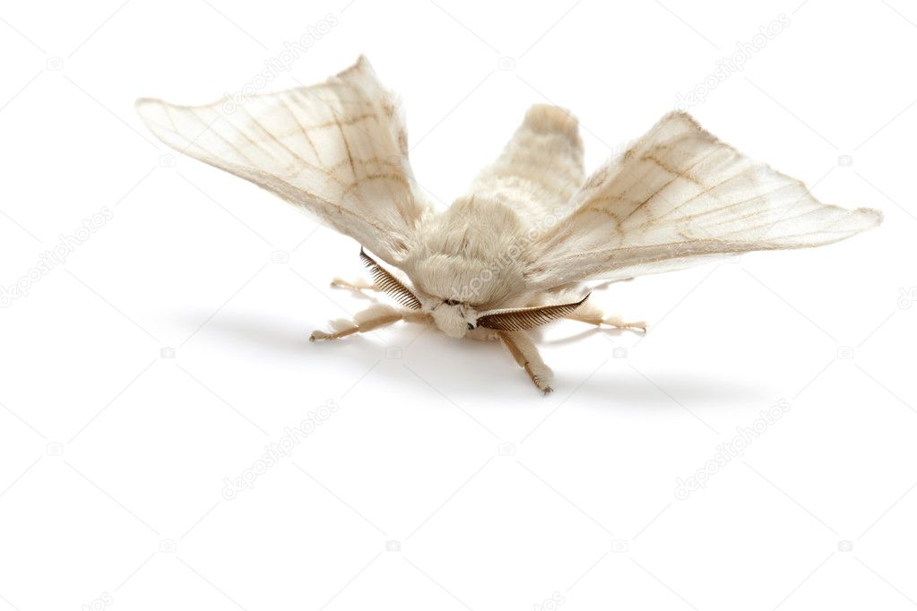 Butterfly white of silkworm silk worm isolated
