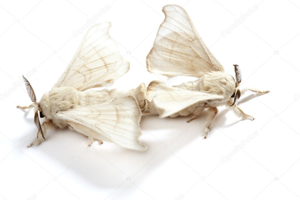 Butterfly of silkworm silk worm isolated on white
