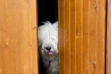 Curious and shy dog hiding behind the wood door clipart