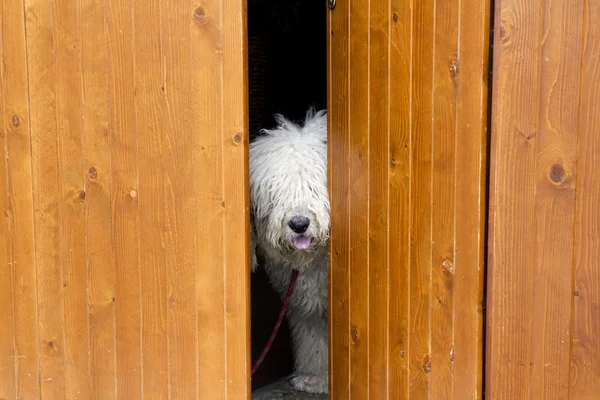 Nieuwsgierig en verlegen hond zich te verbergen achter de houten deur — Stockfoto