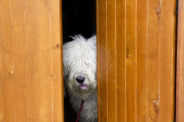 Nieuwsgierig en verlegen hond zich te verbergen achter de houten deur — Stockfoto