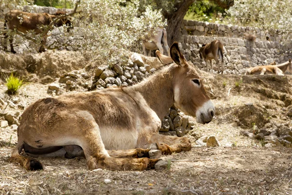 Osioł muła siedzi w śródziemnomorskim drzewa oliwnego — Zdjęcie stockowe