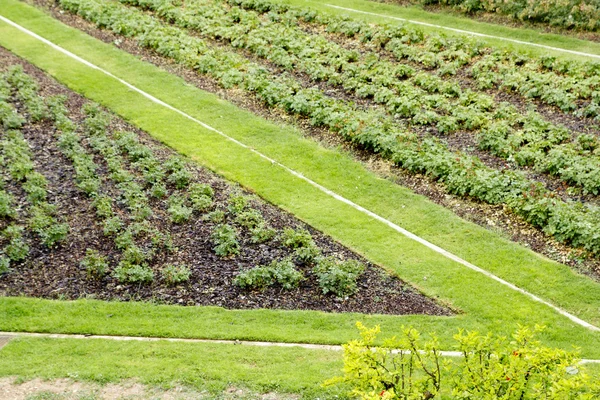 Угловой путь травы в зеленом саду — стоковое фото