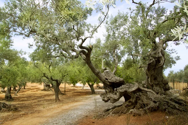 100-летние оливковые деревья Средиземноморской Майорки — стоковое фото